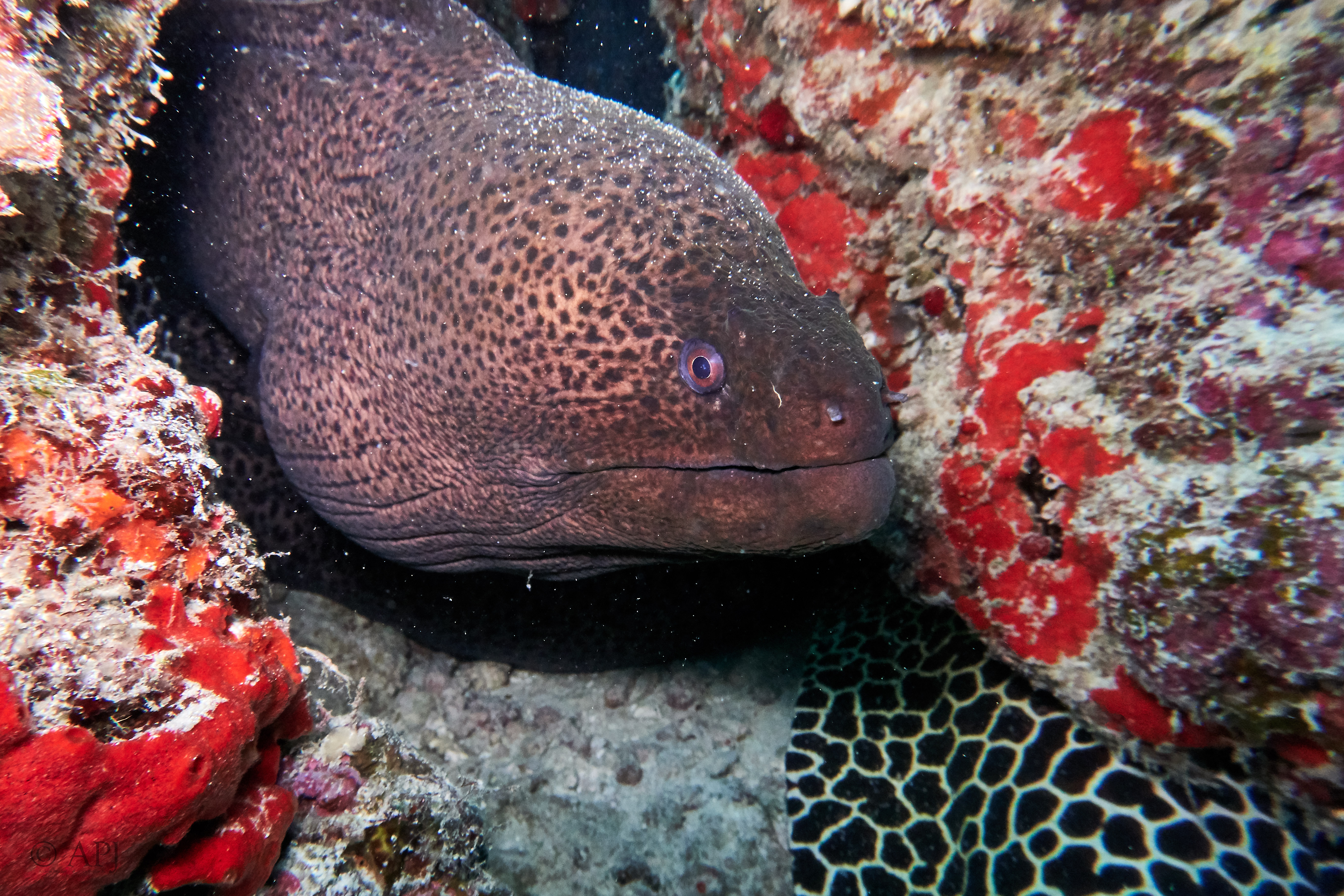 000106 13 08 17  Canon PowerShot G7 X Mark II   Malediven2017